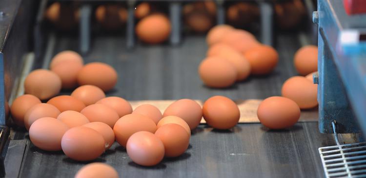 Whole Egg Powder Manufacturing 4